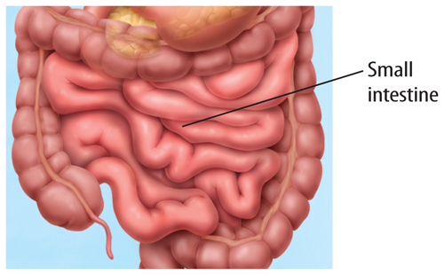 Illustration of part of the digestive system; the small intestine is identified