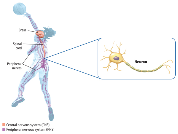 The Nervous System and the Endocrine System | MarshScience7